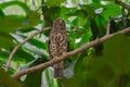 Brown Hawk Owl perch on the tree in nature Royalty Free Stock Photo