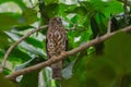Brown Hawk Owl perch on the tree in nature Royalty Free Stock Photo