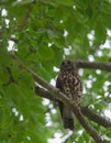 Brown Hawk Owl perch on the tree in nature Royalty Free Stock Photo