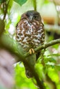 Brown hawk-owl sleeps with one eye open, Owl close-up portrait photograph Royalty Free Stock Photo