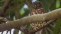 Brown Hawk-Owl on Tree Branch Royalty Free Stock Photo