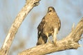 Brown Hawk perched on a brach Royalty Free Stock Photo