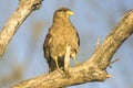 Brown Hawk perched on a brach Royalty Free Stock Photo