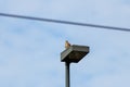Brown hawk sitting on a lantern in front of blue sky lurking for rodents to hunt and eat as carnivore animal and bird of prey adap