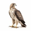 Brown Hawk In The Style Of Hugues Merle On White Background