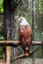 Brown hawk white head
