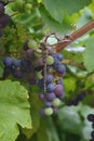 Brown hawker Dragonfly on grapes