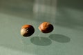 Brown hazelnut seeds on reflective glass with shadows Royalty Free Stock Photo