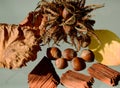 Brown hazelnuts and red wood mulch on reflective glass. closeup. fall season Royalty Free Stock Photo