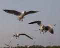 Brown head gull , Chroicocephalus brunnicephalus in summer plum