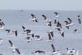 Brown head gull