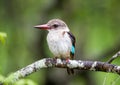 Brown head Kingfisher