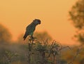 Brown head parrot