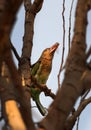 Brown headed barbet Royalty Free Stock Photo