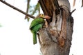 Brown headed barbet Royalty Free Stock Photo