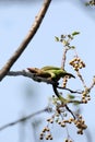 Brown headed barbet Royalty Free Stock Photo