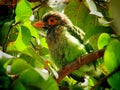 The brown-headed barbet bird or large green barbet bird Psilopogon zeylanicus Royalty Free Stock Photo
