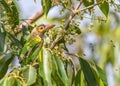 A Brown Headed Barbet in company Royalty Free Stock Photo