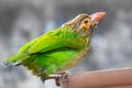 A Brown Headed Barbet Royalty Free Stock Photo