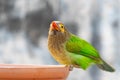 A brown Headed Barbet Royalty Free Stock Photo