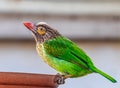 A brown Headed Barbet drinking water Royalty Free Stock Photo