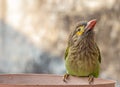 Brown Headed Barbet drinking water Royalty Free Stock Photo
