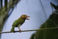 Brown headed Barbet sitting on a wire Royalty Free Stock Photo