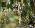A Brown Headed Barbet hidden Royalty Free Stock Photo