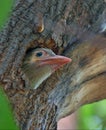 Brown-headed barbet Royalty Free Stock Photo