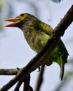 The brown-headed barbet