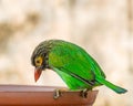 A Brown Headed Barbet Royalty Free Stock Photo