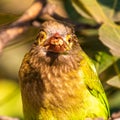 A Brown Headed Barbet looking strait Royalty Free Stock Photo