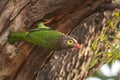 Brown-headed barbet, Megalaima zeylanica, Bharatpur, Rajasthan, India Royalty Free Stock Photo