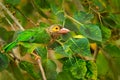 Brown-headed Barbet, Megalaima zeylanica, perched on branch. Close up vibrant green and brown and yellow blurred colourful backgro