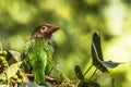 Brown headed barbet Royalty Free Stock Photo