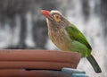Brown Headed Barbet resting on a drinking pot Royalty Free Stock Photo