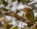 A Brown Headed Barbet resting in a shade Royalty Free Stock Photo