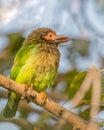 Brown headed Barbet resting on a tree Royalty Free Stock Photo