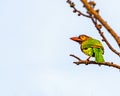 A Brown Headed Barbet Royalty Free Stock Photo