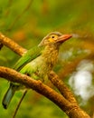 A Brown Headed Barbet resting on a tree shade Royalty Free Stock Photo