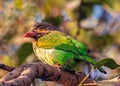 Brown Headed Barbet sitting on a tree Royalty Free Stock Photo