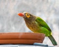 A Brown Headed Barbet Royalty Free Stock Photo