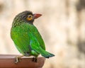 A Brown Headed Barbet Royalty Free Stock Photo