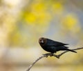 Brown-headed bullock bird (Molothrus ater)  perched on a bare tree branch Royalty Free Stock Photo