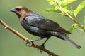 Brown Headed Cowbird