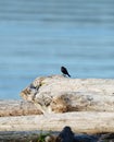 Portrait of brown headed cowbird Royalty Free Stock Photo