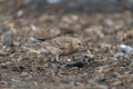 Brown headed cowbird feeding on the ground