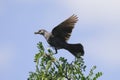 Brown headed cowbird flaps its wings