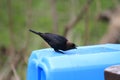 Brown headed cowbird male Royalty Free Stock Photo