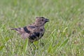Brown-headed Cowbird, Molothrus ater, moulting Royalty Free Stock Photo